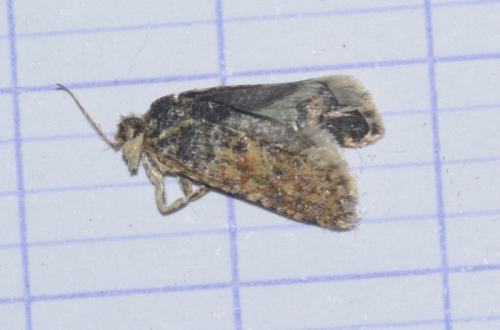 Aethes margarotana